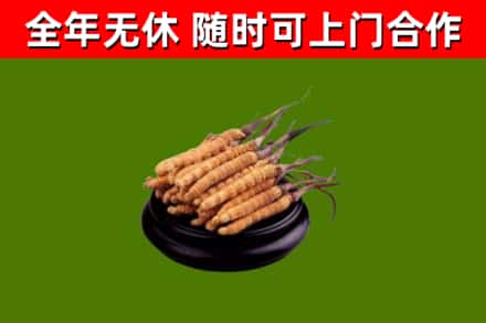 白云回收冬虫夏草