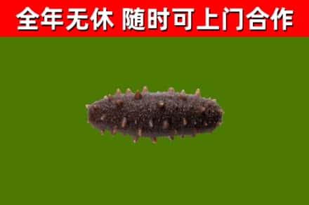 白云回收海参干
